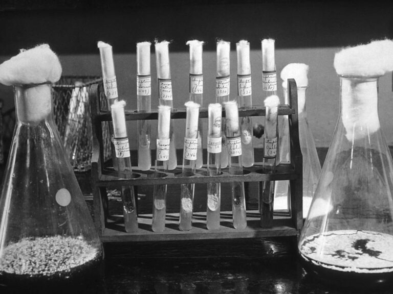 Probówki w stojaku. Obrazek w artykule Kto wynalazł penicylinę? Odkrycie, które odmieniło medycynę